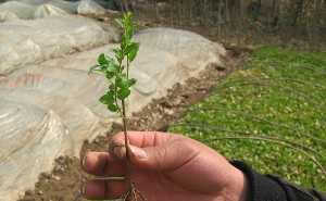 大量绿化园林小苗 H30-P20小叶女贞_农副产品_世界工厂网中国产品信息库