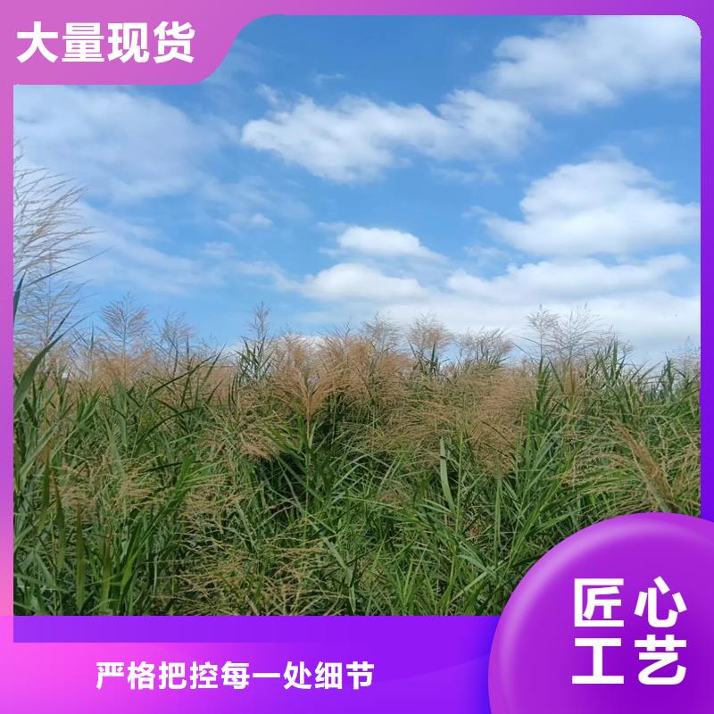 芦苇苗芦苇种子工厂价格