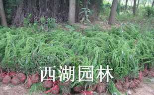 绿化苗木-红叶小檗、金叶女贞、瓜子黄杨、龙柏_农副产品_世界工厂网中国产品信息库