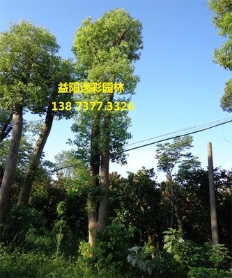香泡树 移植香泡树价格 湖南香泡树流行绿化树种_农副产品_世界工厂网