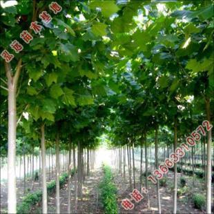 河北省泓远出售园林绿化苗木_农副产品_世界工厂网