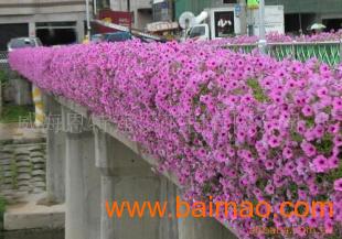 立体绿化产品 花盆、花架、花柱与花墙的多彩世界
