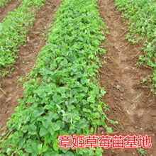 美姑县草莓苗市场分析 甜查理品种价格与批发报价探讨
