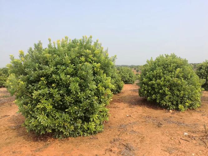 杨梅种植新选择 九江绿世纪园林的绿化供应信息分析