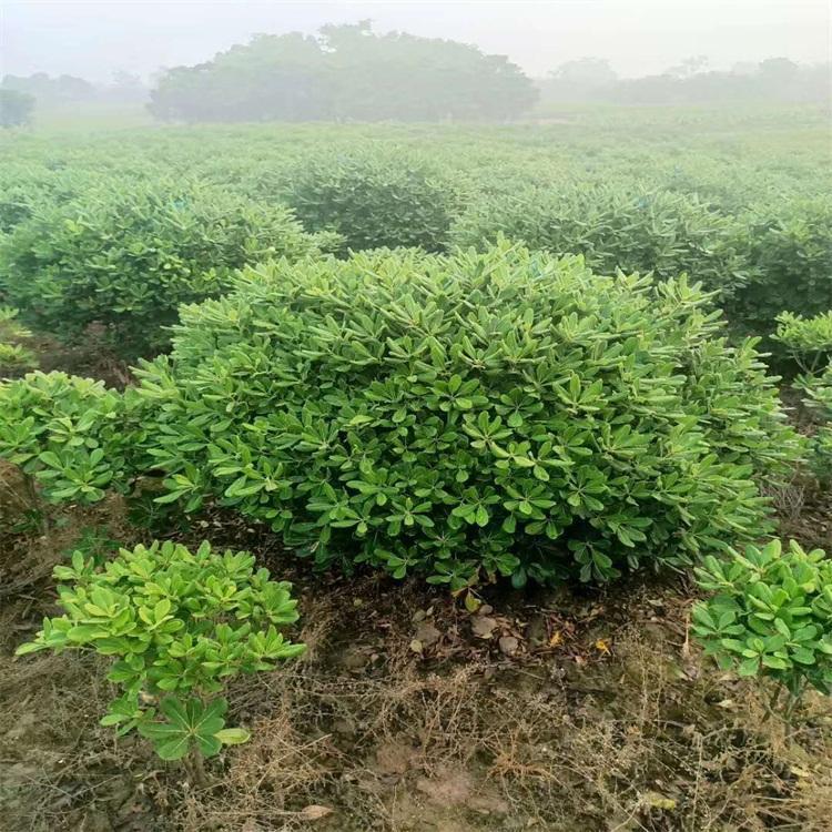 海桐球苗圃直供 球形饱满 景观别墅 园林绿化灌木球东林苗木