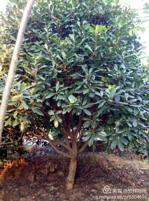 宜兴市张渚园林绿化苗木场
